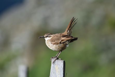 inscription 001e84df598b61854b97ac165dc63e4d02f8be20ac49141f7f297b3e2e1ebc16i0