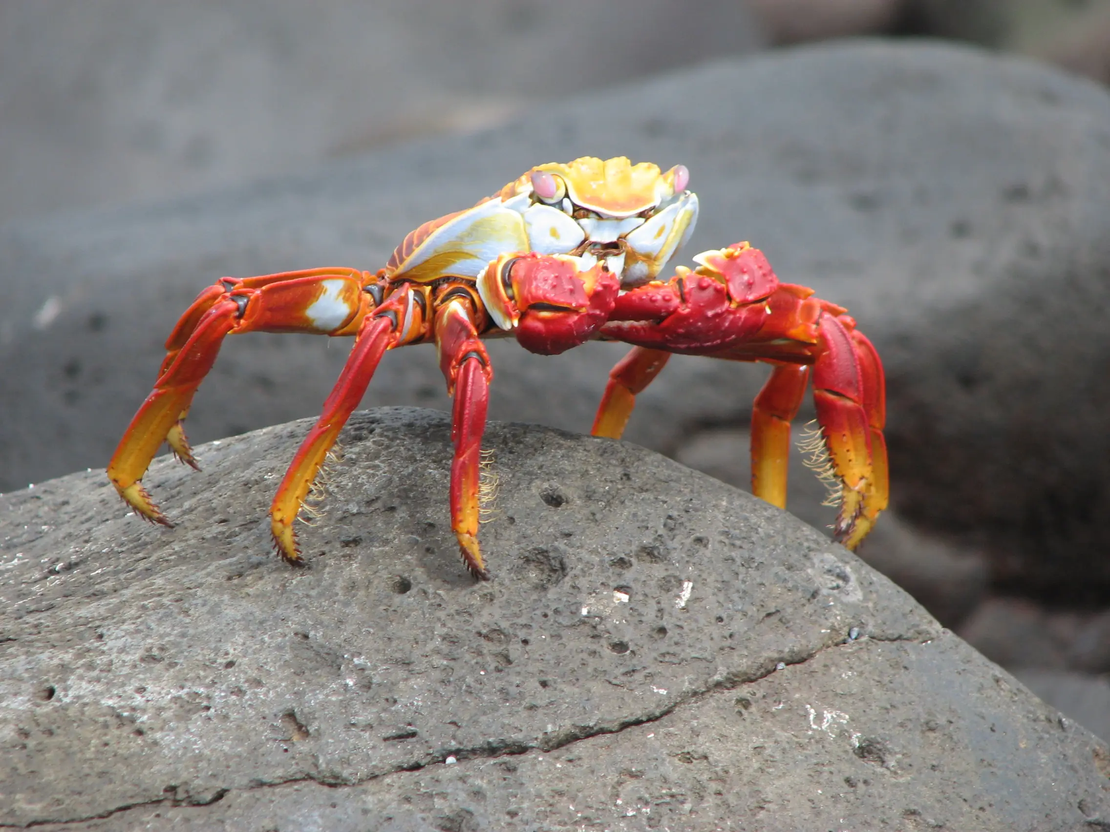 inscription 0778224ed56403429dfbcba3adc110e0d149003f4e6a8f1601d024f13f0645cdi0