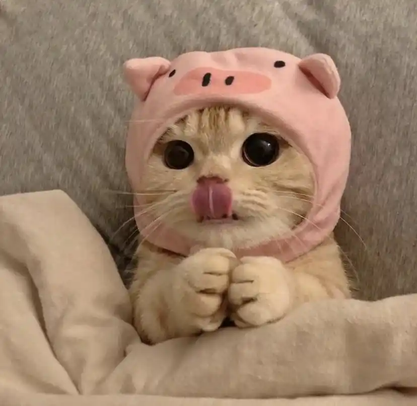 inscription 1a3691e66dd4f456e9d1c1b5675acb78e60c45e4b328b35c3b8edd52cd20aa33i0