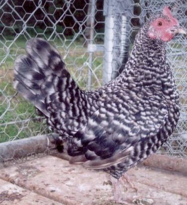 inscription 20d27269cffd556d14a168439d3717e466ac4f7635c8f47c06a32c6bd08a3f90i0