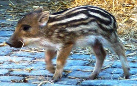 inscription 224c7ed6af1e7822f50fd007ba3ae0f92c352ba1f962ec6f35e168ee3410749ei0