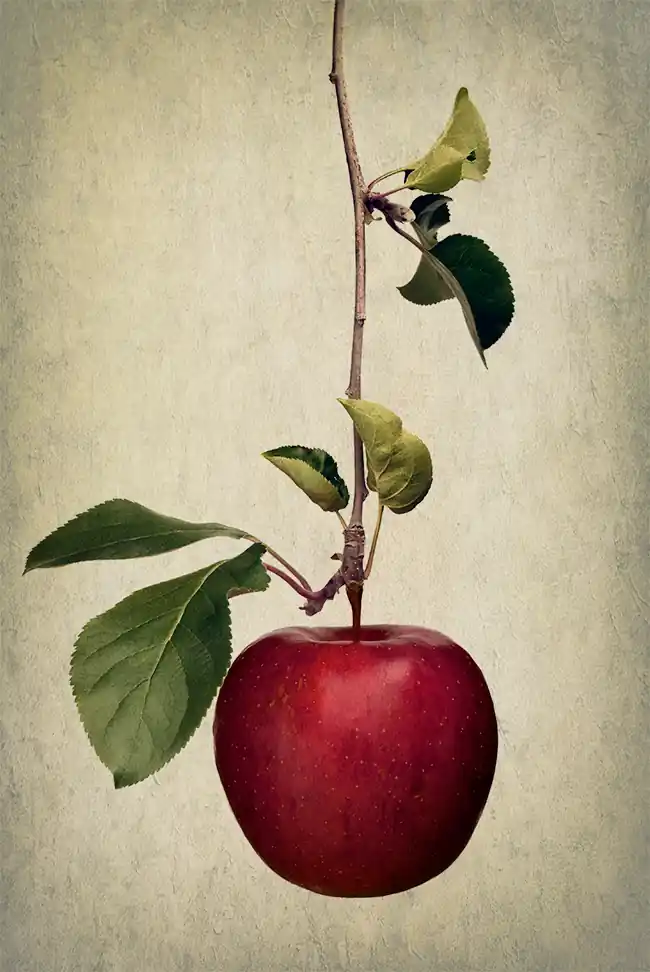 inscription 35b88705f0fc3e57c1c779362012756632c25b3a45b08d4a8b22c871ade90f2ci0