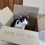 inscription 390b24f7e0ba603c71dfb29eaa6bed0a20825160d95fd540df5bbf77b912f08ai0