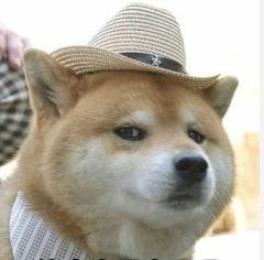 inscription 4dc6b6524d32f9cab59833c4adcf47fdc07790192a4842fb50556563c47a7119i0