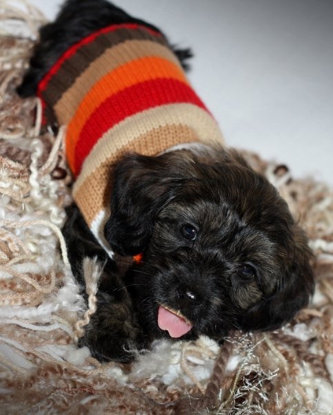 inscription 51ca62bfbdda68d7ae09e7baaa50e0a2f8aa6f1022f7cf459b5a774b865d1981i0