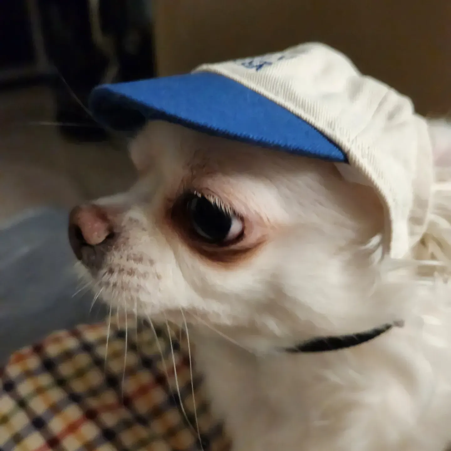 inscription 74114d183cb5d0dce69d80db2adb499b90d0d3070d0458b8a3b25416edd696aai0