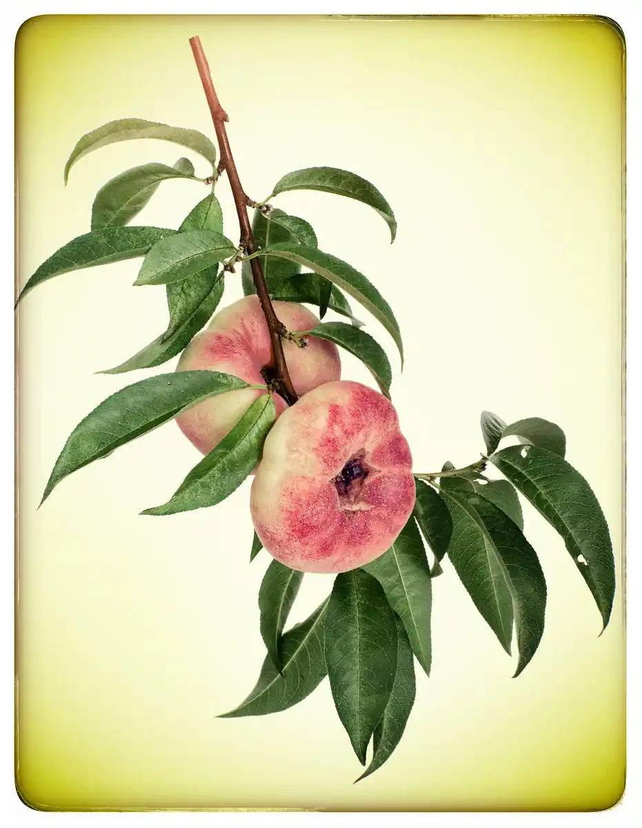 inscription 75c40416fc64f95c365351b9d9b51279a3c7ac375f54d228ad9e02b7fe8dc02ai0