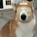 inscription 9856a9582c94d393a813fb77371b07d3bfec4af5bd3494358d34b685287a5b1bi0