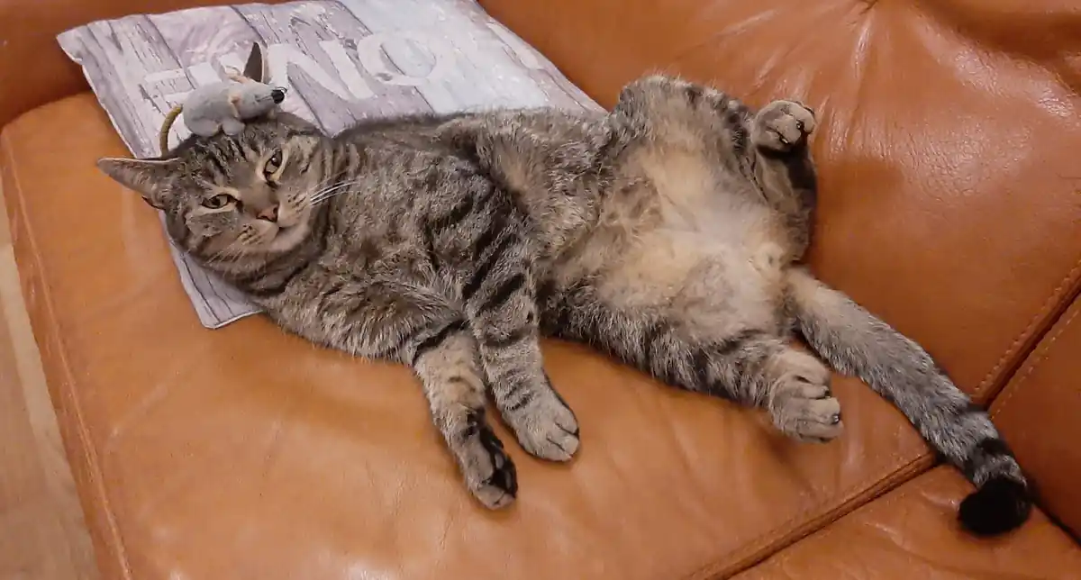 inscription b908d3b1c8e4cca5b1cc2687f5bc1f65792ad25eac9ac890b0b0b24bad75f5cfi0