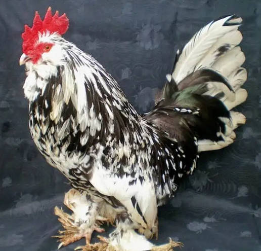 inscription cfe747c16dc68514c076ed24680a7146e86aa54f86d22214af932128f83a2ea0i0