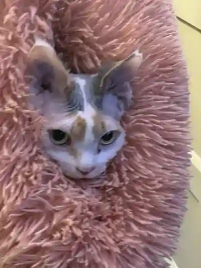 inscription d85ff8c4880df3b98771fbef2378bc697a7b1d183103daa13b4f35f42696fc9ci0