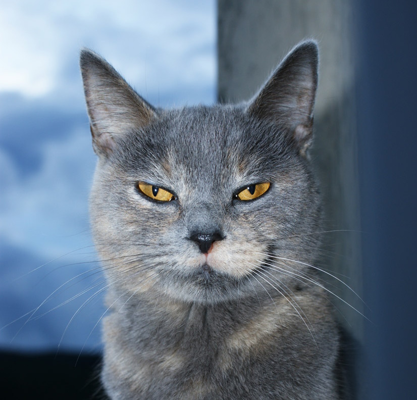 inscription dba994ee6d61586df21610f17329b3f6734b95fb09dc1926ae7a08b573869eadi0