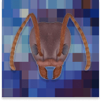 inscription e258f88e0b131a93d5e70c97b07c2f70a78ef3b363aae41acc3d0b5ade9f944bi0